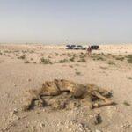 Camping at the Qatar/Saudi Border