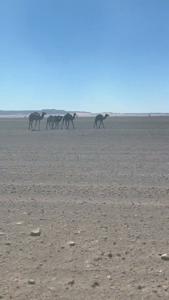 Day 4 - Our fastest day so far, no car trouble, only one pee stop and a great track that took us through mountain passes, gravel plains and soft sandy routes. Superb fun with no wind and no sand storms!

Longest single dune climb I have ever done (7km) of slow incline up a big sand monster, car started to struggle near the top but made it no problem.

Awesome technical dune section that allowed us to pass the whole pack and meant we finished in first place, but sadly a navigation error (my fault) meant we missed a Waypoint and placed 12th. Maybe tomorrow with a day of dunes might bring a top ten place!
.
.
.
#marocchallenge #marochallengespring2024 #landrover110 #td5 #dualcab #defender110 #theadventuretruck #landylove #defender #greenlane #landroverclub #td5mafia #defendertd5 #landroverlove #dcpu #adventuretruck #landroverlifestyle #landroverphotos #landroveroflisbon #defender_life_style #venturatruck #travel #adventure